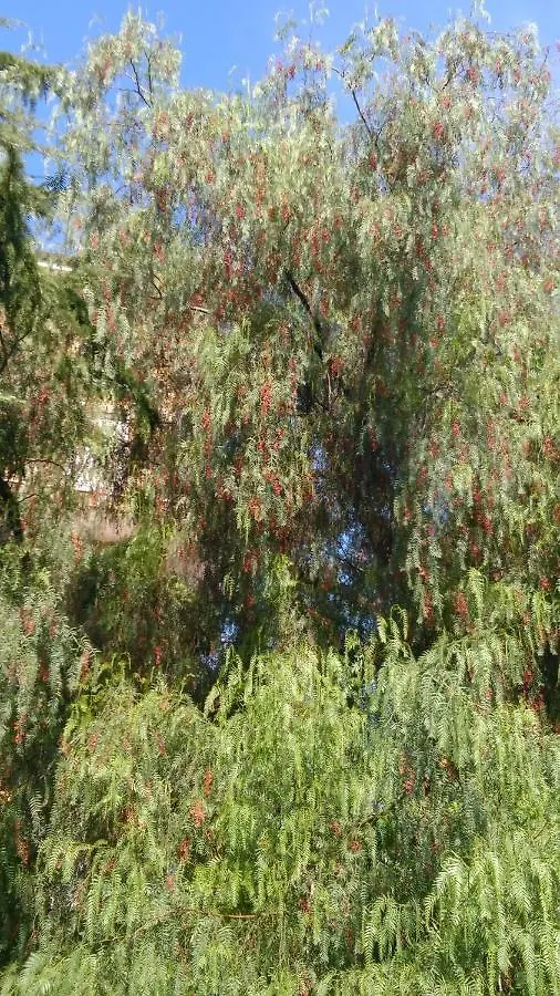 Appartamento Al Pepe Rosa di Borghetto Borghetto Santo Spirito