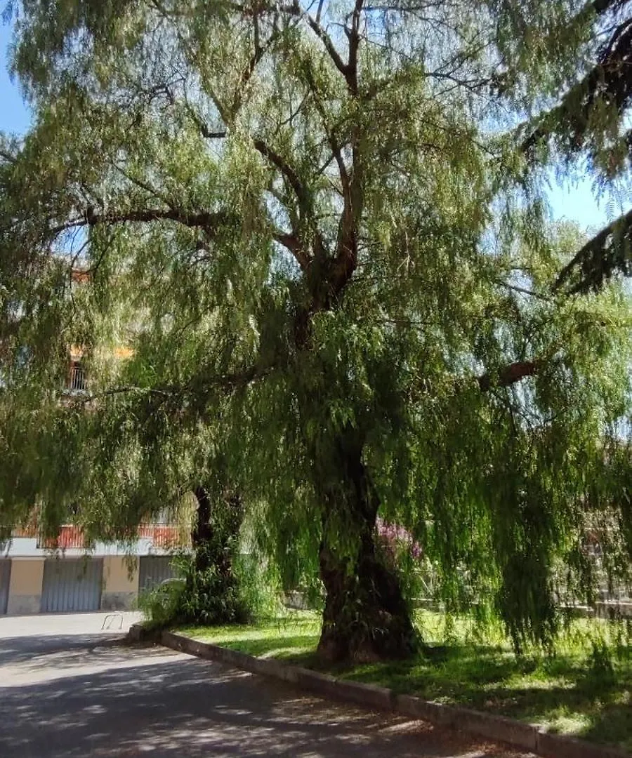 Appartamento Al Pepe Rosa di Borghetto Borghetto Santo Spirito Italia